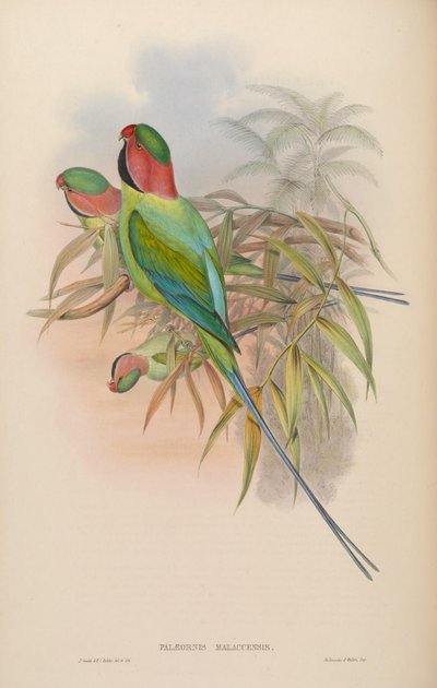 Paläornis malaccensis = Psittacula longicauda nicobarica von John Gould